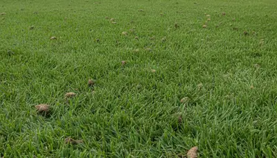 Healthy Palm Harbor FL lawn recovering after professional core aeration by Chop Chop Landscaping