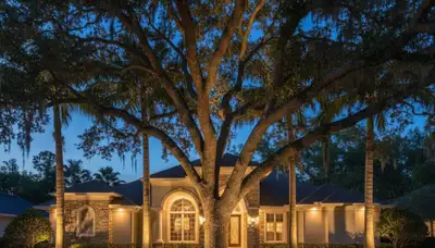 Mature trees with professional uplighting at night showcasing landscape lighting in Palm Harbor, FL